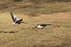 Gr�g�s. Gr�g�s flyver over engen ved Hornborgasj�n Anser anser Hornborga s�en / Hornborgasj�n Sverige  fugle Egentlige andefugle, Anatidae, Anseriformes, g�s, g�s, gr�g�s, flyvning, fugleflugt