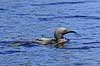 Sortstrubet lom. Sortstrubet lom p� vandet Gavia arctica H�kens�sen Sverige  fugle Lommer, Gaviidae, Gaviiformes