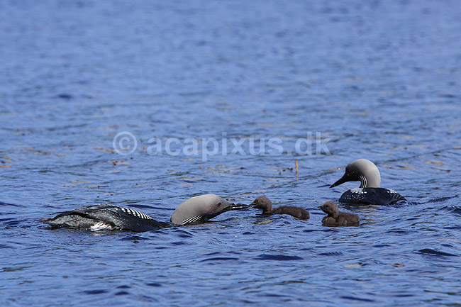 Sortstrubet lom. Sortstrubet lom par med unger p� vandet. Hannen fodrer en unge med et vandinsekt; Gavia arctica; H�kens�sen; Sverige; ; fugle; Lommer, Gaviidae, Gaviiformes