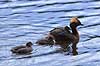 Nordisk Lappedykker. Nordisk Lappedykker hun med unger Podiceps auritus H�kens�sen Sverige  fugle Lappedykkere, Podicipedidae, Podicipediformes