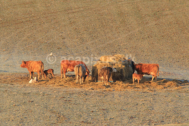 K�dkv�g. Hereford kv�g p� mark en kold for�rsmorgen; Bos taurus; Hornborga s�en / Hornborgasj�n; Sverige; ; pattedyr; Parrett�ede hovdyr, Artiodactyla, Skedehornede