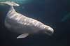 Hvidhval. Hvidhval i Seaworld i San Diego Delphinapterus leucas Seaworld / San Diego USA  pattedyr Sea World, hvaler, Hvidhvaler