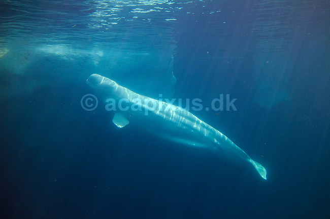 Hvidhval. Hvidhval i Seaworld i San Diego; Delphinapterus leucas; Seaworld / San Diego; USA; ; pattedyr; Sea World, hvaler, Hvidhvaler