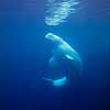 Hvidhval. Hvidhval i Seaworld i San Diego Delphinapterus leucas Seaworld / San Diego USA  pattedyr Sea World, hvaler, Hvidhvaler