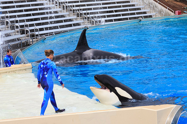 Sp�khugger. Sp�khugger i Seaworld i San Diego; Orcinus orca; Seaworld / San Diego; USA; ; pattedyr; Sea World, hvaler, sp�khuggere, dr�berhval, dr�berhvaler, tandhval, tandhvaler, dyreopvisning, opvisning med dyr, turister, turisme, dompt�r, Cetacea