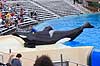 Sp�khugger. Sp�khugger i Seaworld i San Diego Orcinus orca Seaworld / San Diego USA  pattedyr Sea World, hvaler, sp�khuggere, dr�berhval, dr�berhvaler, tandhval, tandhvaler, dyreopvisning, opvisning med dyr, turister, turisme, dompt�r, Cetacea