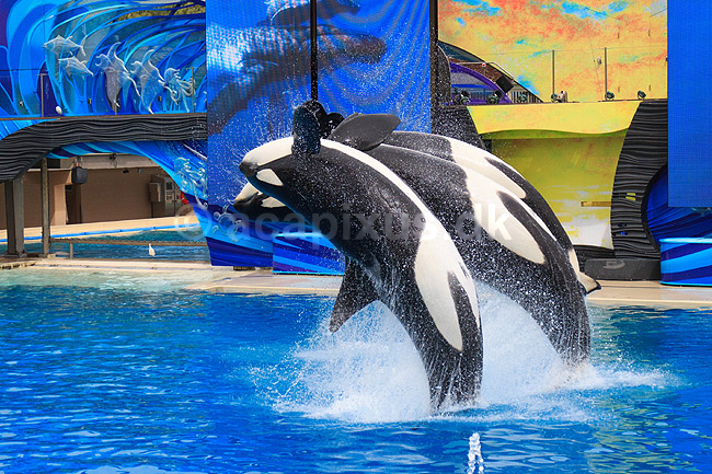 Sp�khugger. Sp�khugger i Seaworld i San Diego; Orcinus orca; Seaworld / San Diego; USA; ; pattedyr; Sea World, hvaler, sp�khuggere, dr�berhval, dr�berhvaler, tandhval, tandhvaler, dyreopvisning, opvisning med dyr, turister, turisme, dompt�r, Cetacea