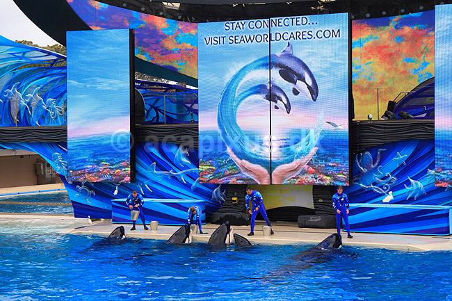 Sp�khugger. Sp�khugger i Seaworld i San Diego; Orcinus orca; Seaworld / San Diego; USA; ; pattedyr; Sea World, hvaler, sp�khuggere, dr�berhval, dr�berhvaler, tandhval, tandhvaler, dyreopvisning, opvisning med dyr, turister, turisme, dompt�r, Cetacea