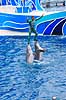 Delfin. Delfiner viser kunster ved delfinshow i Seaworld i San Diego Delphinus delphis Seaworld / San Diego USA  pattedyr Sea World, Dolphinarium, delfinarium, delfin, delfiner, dyreopvisning, opvisning med dyr, turister, turisme, dompt�r, Hvaler, Cetacea
