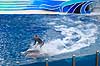 Delfin. Delfiner viser kunster ved delfinshow i Seaworld i San Diego Delphinus delphis Seaworld / San Diego USA  pattedyr Sea World, Dolphinarium, delfinarium, delfin, delfiner, dyreopvisning, opvisning med dyr, turister, turisme, dompt�r, Hvaler, Cetacea