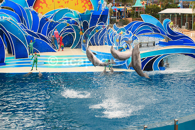 Delfin. Delfiner viser kunster ved delfinshow i Seaworld i San Diego; Delphinus delphis; Seaworld / San Diego; USA; ; pattedyr; Sea World, Dolphinarium, delfinarium, delfin, delfiner, dyreopvisning, opvisning med dyr, turister, turisme, dompt�r, Hvaler, Cetacea