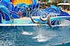 Delfin. Delfiner viser kunster ved delfinshow i Seaworld i San Diego Delphinus delphis Seaworld / San Diego USA  pattedyr Sea World, Dolphinarium, delfinarium, delfin, delfiner, dyreopvisning, opvisning med dyr, turister, turisme, dompt�r, Hvaler, Cetacea