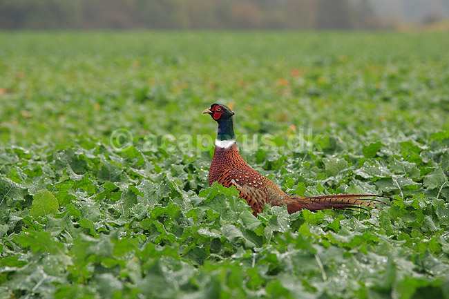 Fasankok. Fasan p� spirende rapsmark med regnv�de blade; Phasianus colchicus; ; ; ; fugle; Fasanfugle, fasaner, Phasianidae, H�nsefugle, Galliformes, jagt, fasanjagt