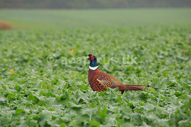 Fasankok. Fasan p� spirende rapsmark med regnv�de blade; Phasianus colchicus; ; ; ; fugle; Fasanfugle, fasaner, Phasianidae, H�nsefugle, Galliformes, jagt, fasanjagt