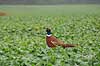 Fasankok. Fasan p� spirende rapsmark med regnv�de blade Phasianus colchicus    fugle Fasanfugle, fasaner, Phasianidae, H�nsefugle, Galliformes, jagt, fasanjagt