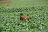 Fasankok. Fasan p� spirende rapsmark med regnv�de blade Phasianus colchicus    fugle Fasanfugle, fasaner, Phasianidae, H�nsefugle, Galliformes, jagt, fasanjagt