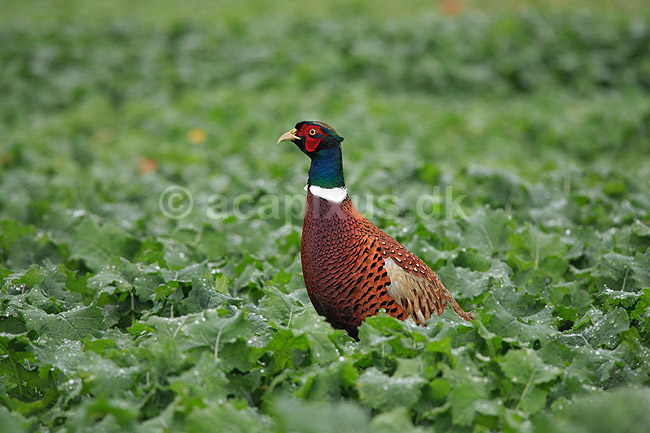 Fasankok. Fasan p� spirende rapsmark med regnv�de blade; Phasianus colchicus; ; ; ; fugle; Fasanfugle, fasaner, Phasianidae, H�nsefugle, Galliformes, jagt, fasanjagt