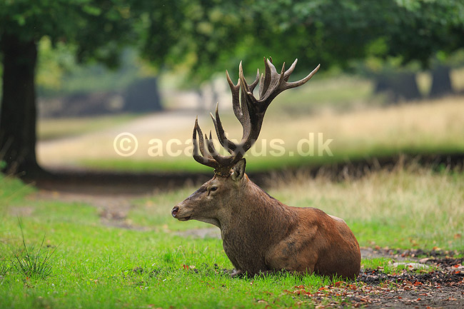 Kronhjort. Kronhjort hviler i sit revir under brunstperioden; Cervus elaphus; J�gersborg Dyrehave / Sj�lland; ; ; pattedyr; Hjorte, kronhjorte, Cervidae, Parrett�ede hovdyr, Artiodactyla, Krondyr, Red deer, kronvildt, krondyr, kronhjorte, brunst, hjort