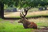 Kronhjort. Kronhjort hviler i sit revir under brunstperioden Cervus elaphus J�gersborg Dyrehave / Sj�lland   pattedyr Hjorte, kronhjorte, Cervidae, Parrett�ede hovdyr, Artiodactyla, Krondyr, Red deer, kronvildt, krondyr, kronhjorte, brunst, hjort