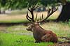 Kronhjort. Kronhjort hviler i sit revir under brunstperioden Cervus elaphus J�gersborg Dyrehave / Sj�lland   pattedyr Hjorte, kronhjorte, Cervidae, Parrett�ede hovdyr, Artiodactyla, Krondyr, Red deer, kronvildt, krondyr, kronhjorte, brunst, hjort