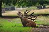 Kronhjort. Hvilende og br�lende kronhjort i sit revir under brunstperioden Cervus elaphus J�gersborg Dyrehave / Sj�lland   pattedyr Hjorte, kronhjorte, Cervidae, Parrett�ede hovdyr, Artiodactyla, Krondyr, Red deer, kronvildt, krondyr, kronhjorte, brunst, hjort