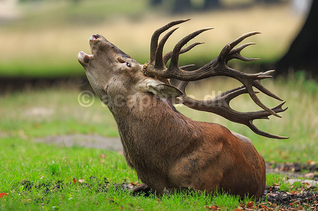 Kronhjort. Hvilende og br�lende kronhjort i sit revir under brunstperioden; Cervus elaphus; J�gersborg Dyrehave / Sj�lland; ; ; pattedyr; Hjorte, kronhjorte, Cervidae, Parrett�ede hovdyr, Artiodactyla, Krondyr, Red deer, kronvildt, krondyr, kronhjorte, brunst, hjort