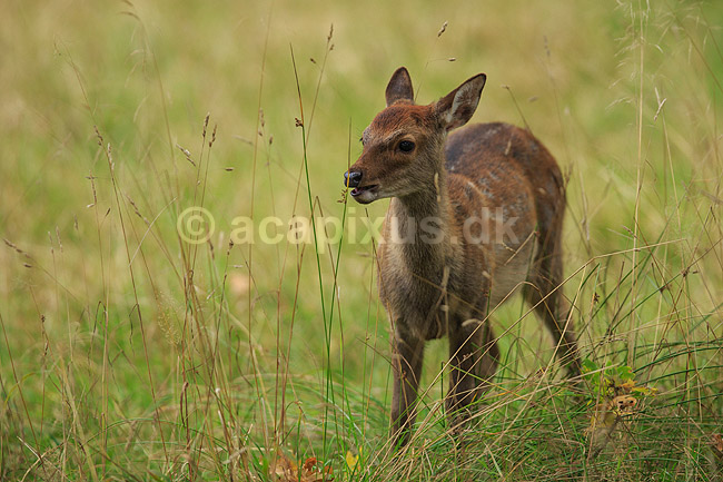 D�kalv. Kalv af d�dyr spiser gr�sstr�; Dama dama; J�gersborg Dyrehave / Sj�lland; ; ; pattedyr; Hjorte, Cervidae, Parrett�ede hovdyr, Artiodactyla, hjort, d�vildt, gevir, dr�vtygger, brunst, fallow deer, d�hjort, dovhjort