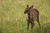 D�kalv. Kalv af d�dyr spiser gr�sstr� Dama dama J�gersborg Dyrehave / Sj�lland   pattedyr Hjorte, Cervidae, Parrett�ede hovdyr, Artiodactyla, hjort, d�vildt, gevir, dr�vtygger, brunst, fallow deer, d�hjort, dovhjort