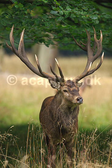 Kronhjort. Kronhjort i sit revir under brunstperioden; Cervus elaphus; J�gersborg Dyrehave / Sj�lland; ; ; pattedyr; Hjorte, kronhjorte, Cervidae, Parrett�ede hovdyr, Artiodactyla, Krondyr, Red deer, kronvildt, krondyr, kronhjorte, brunst, hjort