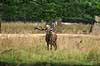 Kronhjort. Br�lende kronhjort i sit revir under brunstperioden Cervus elaphus J�gersborg Dyrehave / Sj�lland   pattedyr Hjorte, kronhjorte, Cervidae, Parrett�ede hovdyr, Artiodactyla, Krondyr, Red deer, kronvildt, krondyr, kronhjorte, brunst, hjort