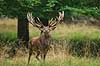 Kronhjort. Kronhjort i sit revir under brunstperioden Cervus elaphus J�gersborg Dyrehave / Sj�lland   pattedyr Hjorte, kronhjorte, Cervidae, Parrett�ede hovdyr, Artiodactyla, Krondyr, Red deer, kronvildt, krondyr, kronhjorte, brunst, hjort