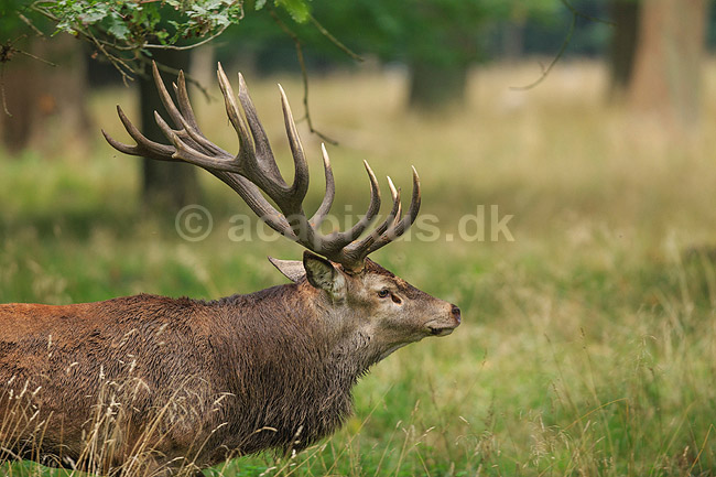 Kronhjort. Kronhjort i sit revir under brunstperioden; Cervus elaphus; J�gersborg Dyrehave / Sj�lland; ; ; pattedyr; Hjorte, kronhjorte, Cervidae, Parrett�ede hovdyr, Artiodactyla, Krondyr, Red deer, kronvildt, krondyr, kronhjorte, brunst, hjort