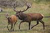 Kronhjort. Kronhjort i sit revir under brunstperioden. Hjorten smager p� duftstoffer i luften for at afg�re om hinden er i brunst. Cervus elaphus J�gersborg Dyrehave / Sj�lland   pattedyr Hjorte, kronhjorte, Cervidae, Parrett�ede hovdyr, Artiodactyla, Krondyr, Red deer, kronvildt, krondyr, kronhjorte, brunst, hjort