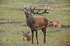 Kronhjort. Kronhjort i sit revir under brunstperioden. Hjorten flemer efter duftstoffer i luften for at afg�re om hinderne er i brunst. Cervus elaphus J�gersborg Dyrehave / Sj�lland   pattedyr Hjorte, kronhjorte, Cervidae, Parrett�ede hovdyr, Artiodactyla, Krondyr, Red deer, kronvildt, krondyr, kronhjorte, brunst, hjort