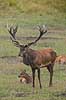 Kronhjort. Kronhjort i sit revir under brunstperioden. Hjorten smager p� duftstoffer i luften for at afg�re om hinderne er i brunst. Cervus elaphus J�gersborg Dyrehave / Sj�lland   pattedyr Hjorte, kronhjorte, Cervidae, Parrett�ede hovdyr, Artiodactyla, Krondyr, Red deer, kronvildt, krondyr, kronhjorte, brunst, hjort