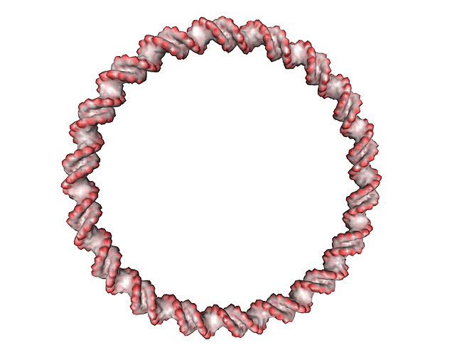 DNA. Cirkul�rt plasmid, Deoxyribo Nucleic Acid, DNA molekyle model; ; ; ; ; ; genetik, gener, arvemateriale, genetisk, GMO, videnskab, gensplejsning