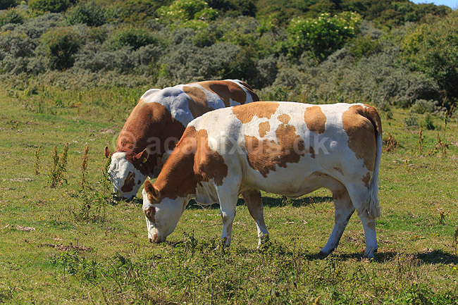 Simmental. Simmentaler k�dkv�g, tyr og ko gr�sser p� eng; Bos taurus; ; ; ; Pattedyr; Skedehornede, Bovidae, Parrett�ede hovdyr, Artiodactyla, husdyr, landbrug, tamkv�g, kv�g, kv�gracer
