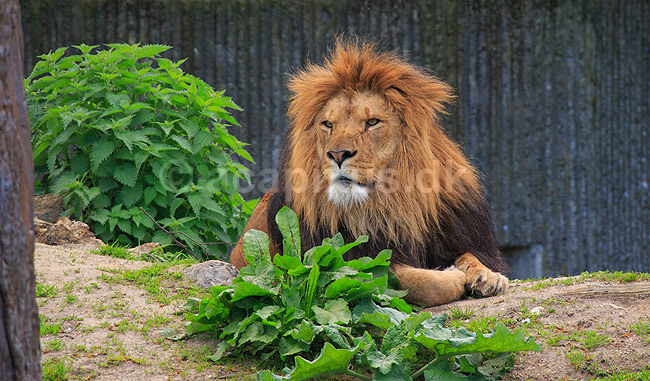 L�ve. Hanl�ve med l�vemanke; Panthera leo; Zoologisk Have / K�benhavn; ; ; Pattedyr; Katte, Felidae, Rovdyr, Carnivora, kattedyr, zoologiske haver