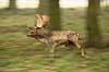D�dyr. D�hjort l�ber gennem b�geskoven i Dyrehaven Dama dama J�gersborg Dyrehave / Sj�lland   pattedyr Hjorte, Cervidae, Parrett�ede hovdyr, Artiodactyla, hjort, d�vildt, gevir, fuldskuffel, dr�vtygger, brunst, fallow deer, d�hjort, dovhjort