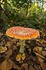 Fluesvamp. R�d fluesvamp Amanita muscaria    svampe Amanitaceae, giftige svampe, giftsvampe