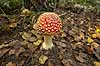 Fluesvamp. R�d fluesvamp Amanita muscaria    svampe Amanitaceae, giftige svampe, giftsvampe