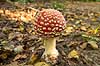 Fluesvamp. R�d fluesvamp Amanita muscaria    svampe Amanitaceae, giftige svampe, giftsvampe
