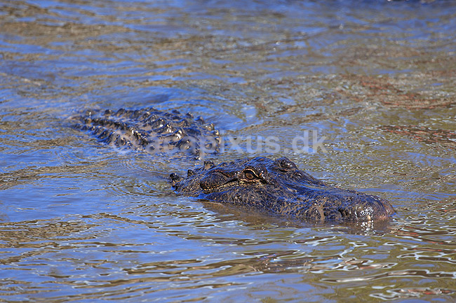 Alligator. Amerikansk alligator; Alligator mississippiensis, Alligatoridae; GatorLand / Orlando / Florida; USA; ; krybdyr; Krokodille, krokodiller, alligatorer