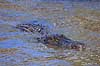 Alligator. Amerikansk alligator Alligator mississippiensis, Alligatoridae GatorLand / Orlando / Florida USA  krybdyr Krokodille, krokodiller, alligatorer