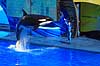 Sp�khugger. Sp�khugger i Seaworld i Orlando Orcinus orca Seaworld / Orlando / Florida USA  pattedyr Sea World, hvaler, sp�khuggere, dr�berhval, dr�berhvaler, tandhval, tandhvaler, dyreopvisning, opvisning med dyr, turister, turisme, dompt�r, Cetacea