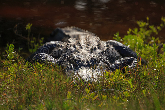 Alligatorer. Amerikansk alligator i Ding Darling National Wildlife Reserve p� Sanibel Island; Alligator mississippiensis, Alligatoridae; Ding Darling NWR / Sanibel Island / Florida; USA; ; krybdyr; Krokodille, krokodiller, alligatorer