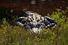 Alligatorer. Amerikansk alligator i Ding Darling National Wildlife Reserve p� Sanibel Island Alligator mississippiensis, Alligatoridae Ding Darling NWR / Sanibel Island / Florida USA  krybdyr Krokodille, krokodiller, alligatorer
