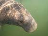 S�ko. Vestindisk manatee sv�mmende i floden Crystal River i Florida Trichechus manatus Crystal River / Florida USA  pattedyr S�k�er, Sirenia, West Indian manatee, sea cow