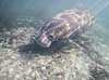 S�ko. Vestindisk manatee sv�mmende i floden Crystal River i Florida Trichechus manatus Crystal River / Florida USA  pattedyr S�k�er, Sirenia, West Indian manatee, sea cow
