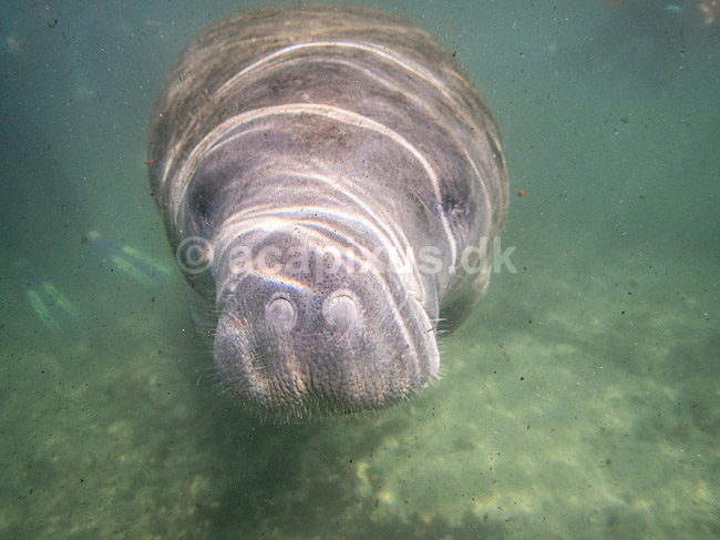 S�ko. Vestindisk manatee sv�mmende i floden Crystal River i Florida; Trichechus manatus; Crystal River / Florida; USA; ; pattedyr; S�k�er, Sirenia, West Indian manatee, sea cow